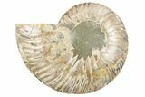 Cut & Polished Ammonite Fossil (Half) - Crystal Filled Chambers #191652-1